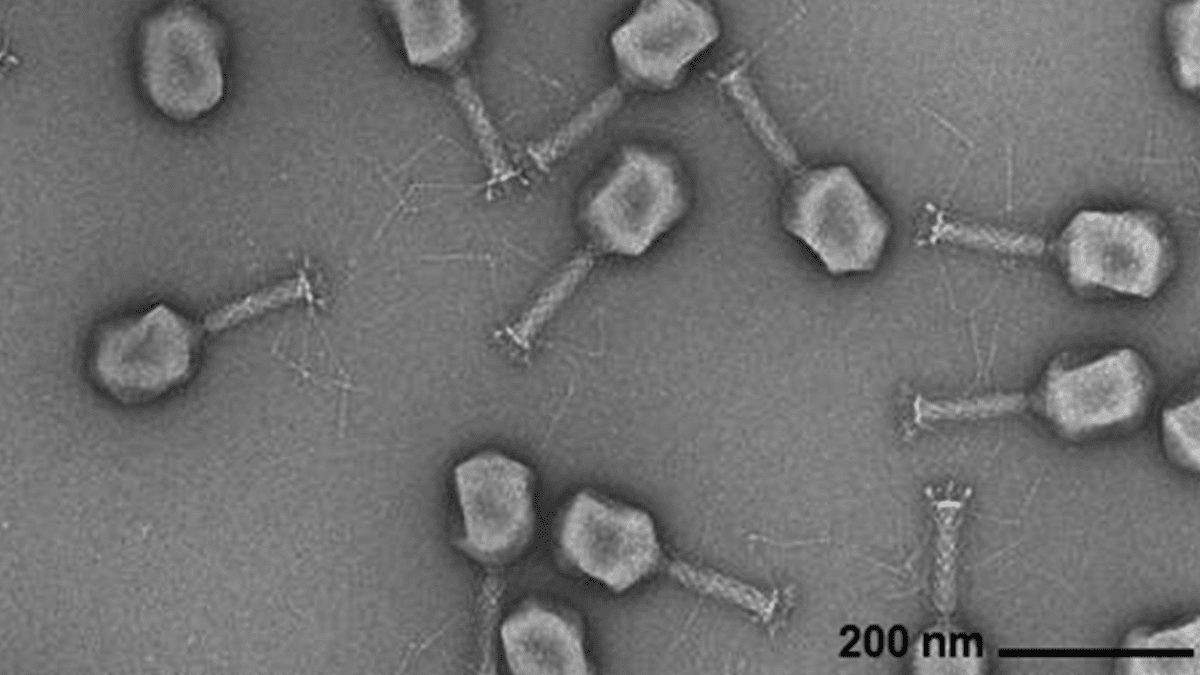 AI Generates Viral Genomes